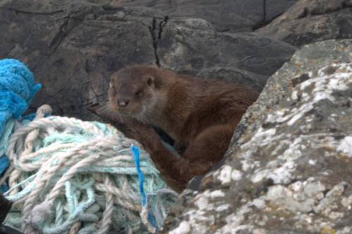 An otter cleaning itself on a pile of blue rope that had been washed up on the shore.